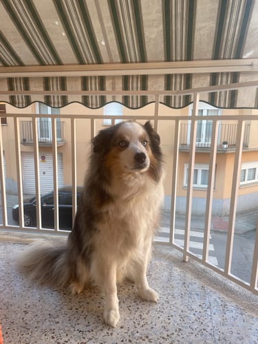 Customer photo review of Grain Free Light & Senior