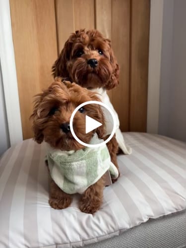 Customer video review of Matcha Stripe | The Cosy Cloak Drying Robe