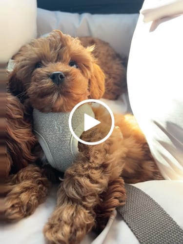 Customer video review of Adjustable Seat Belt Safety Clip