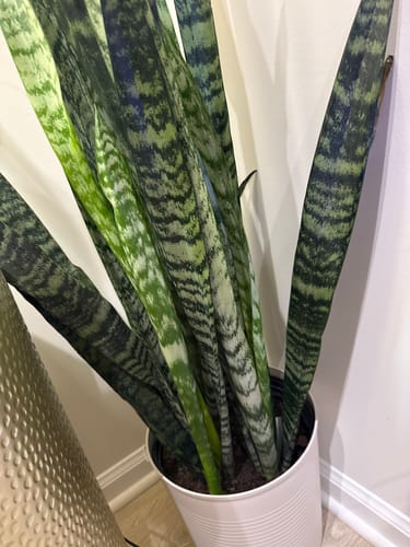 Customer's healthy snake plant with variegated green leaves in a white pot after using the pest spray.