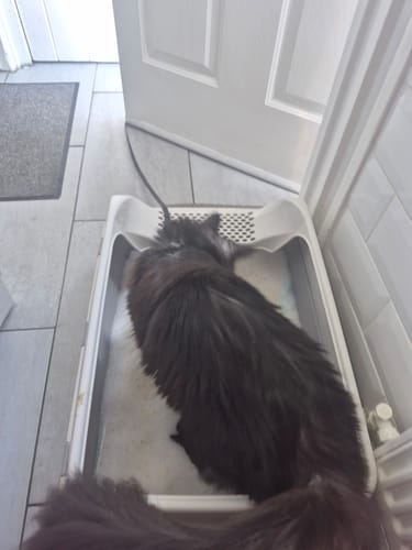 Customer photo review of 1 Month Supply – 1 Cat