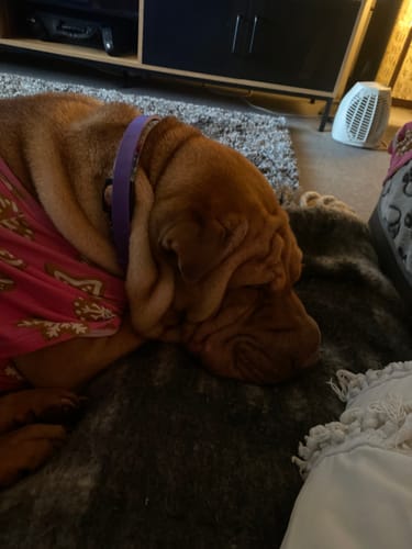 Reviewer's calm dog wearing a purple calming collar while sleeping soundly on a blanket.
