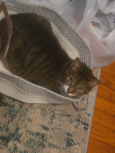 Customer photo review of Instinct Basket | Meet the first research-backed natural territory for indoor cats
