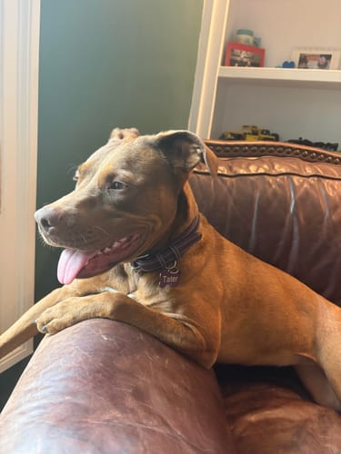 Customer's dog relaxing on a leather couch while wearing the purple Rover Standard Collar.