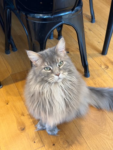 Customer photo review of 3 Month Supply - 2 Cats