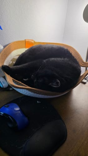 Customer photo review of Instinct Basket | Meet the first research-backed natural territory for indoor cats