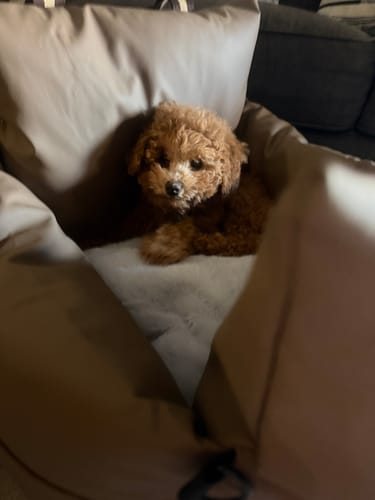Customer photo review of Boujee Booster