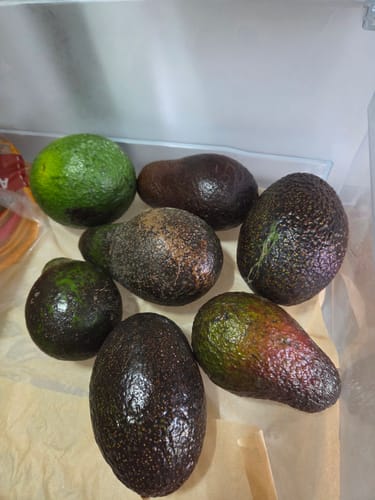 Kundenfoto von verschiedenen Avocados aus der Mix-Box in einer Kühlschrank-Schublade.