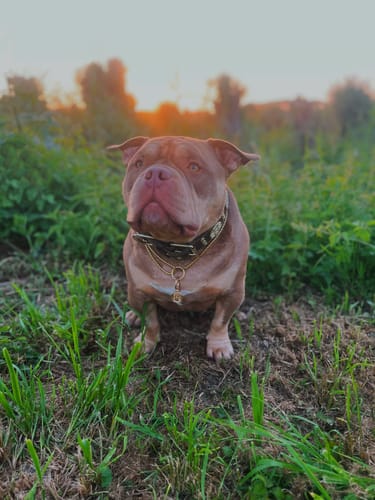 Een bruine hond van een klant die in een veld zit en de gouden Huisdierenpenning aan zijn halsband draagt.