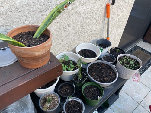 A customer's group of various potted plants on a shelf, treated for fungus gnats.