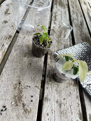 Customer photo review of Philodendron Spiritus Sancti