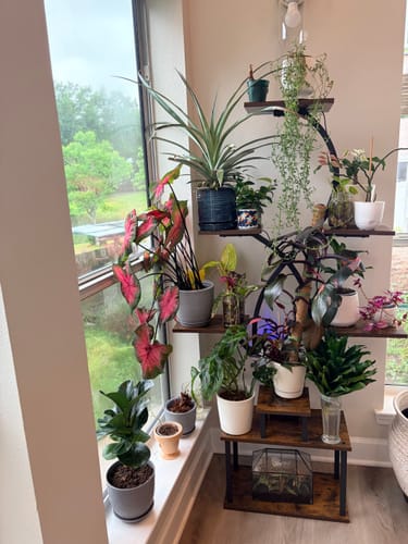 Customer's large collection of various houseplants treated with Fungus Gnat Death Drops.