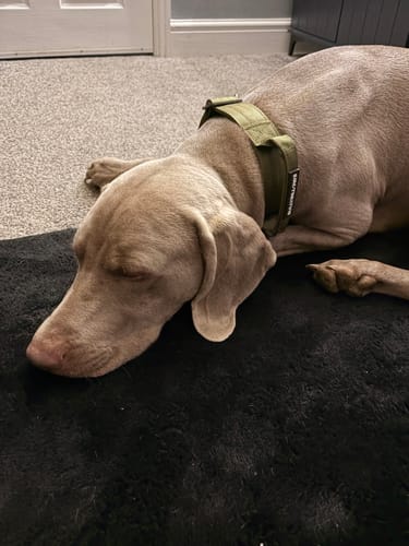Reviewer's light brown dog sleeping on a black rug, comfortably wearing the khaki 4cm Lighter Combat® Collar.