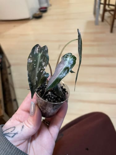 Customer photo review of Alocasia Bambino Pink