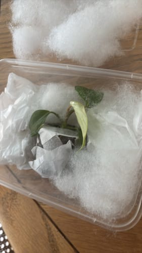 Customer photo review of Philodendron McDowell