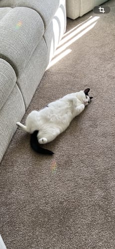 Customer photo review of 3 Month Supply - 1 Cat