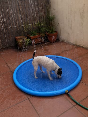 Customer photo review of AquaDog™ - Alfombra Aspersor Para Mascotas