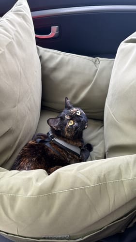 Customer's cat sits inside the green Dog Car Carrier on a car seat and looks up at the camera.