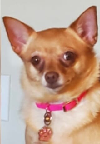 Reviewer's photo of their small tan chihuahua, Peanut, wearing a pink collar.