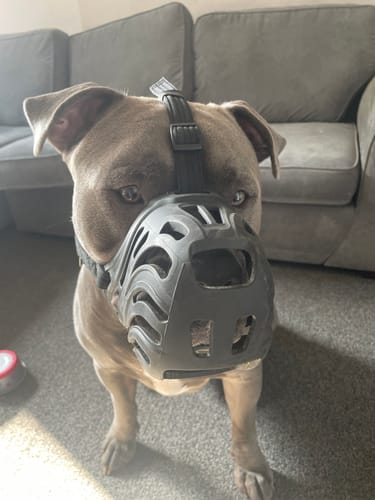 Reviewer's grey dog wearing the black basket-style muzzle, which appears to fit comfortably indoors.