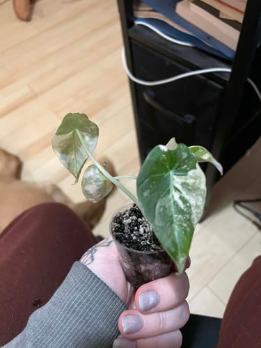 Customer photo review of Alocasia Black Velvet Pink