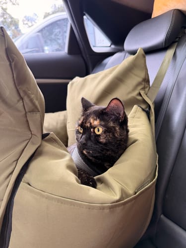 Customer's cat sitting up and looking out from the padded, green Dog Car Carrier in a vehicle.