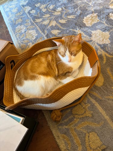 Customer photo review of Instinct Basket | Meet the first research-backed natural territory for indoor cats