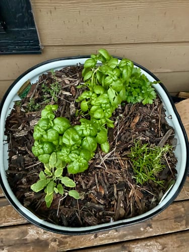 Reviewer's 17" Tall Rolling Planter viewed from above, filled with various lush green herbs and mulch.