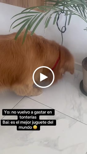 Reseña con vídeo de un cliente sobre Original PawBall™