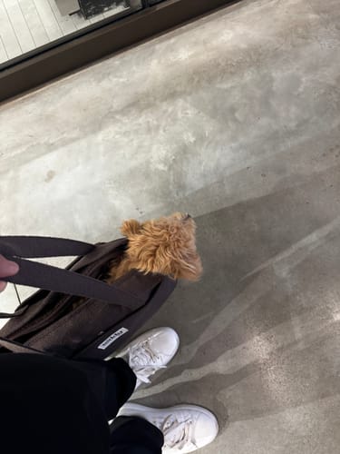 Customer photo review of Chocolate┃The Bouclé Carrier