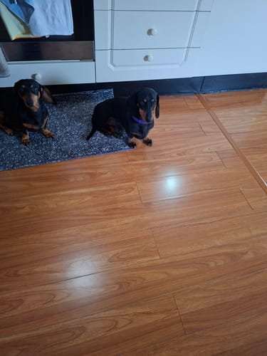 Customer's two black and tan dachshunds in a kitchen, one of whom is wearing the purple calming collar.
