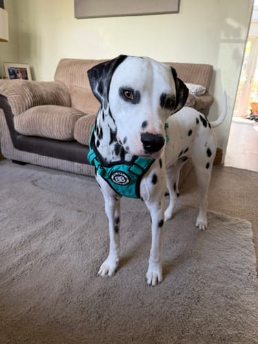 Customer's Dalmatian standing in a living room wearing the turquoise Comfort Premium Harness.