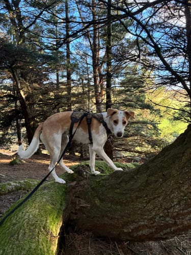 Customer photo review of Escape proof Harness (3 Strap)