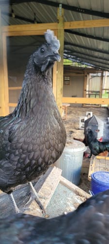 Customer photo review of Ayam Cemani Chick (Unsexed)