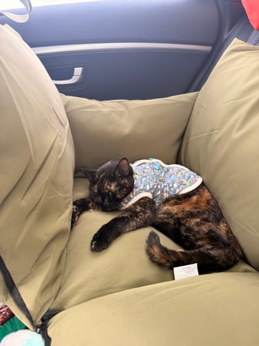 Customer's cat sleeping comfortably in the green Dog Car Carrier placed on a car's back seat.
