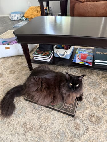 Customer photo review of Toe Beans - Luxury Cat Scratching Board