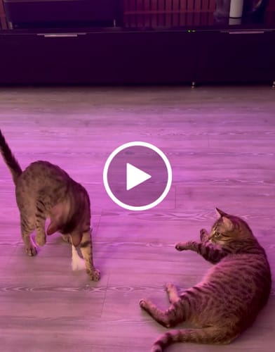 Customer video review of Roly Poly Cat Toy