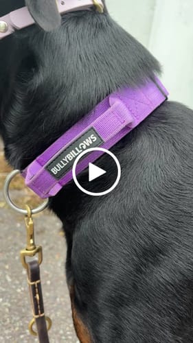Customer video review of 4cm Combat® Collar | Handle & Rated Clip - Purple
