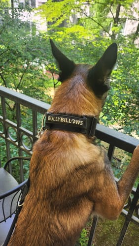 Customer photo review of 5cm Combat® Collar | With Handle & Secure Clip - Black