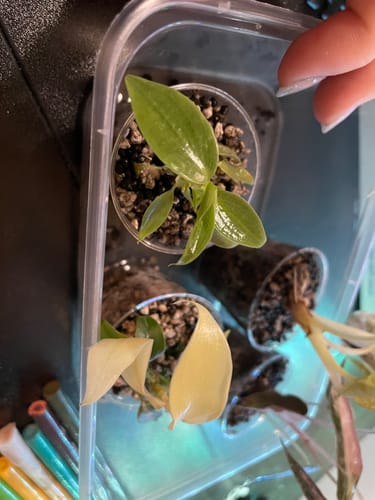 Customer photo review of Philodendron Florida Ghost