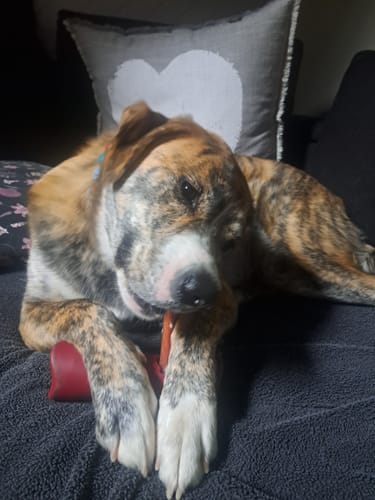A customer's brindle dog lies on a couch, chewing contentedly on a 12 Inch Monster Bully Stick.