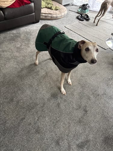 Customer photo review of Blaze - Summer/Winter Sighthound Coat with Harness Hole
