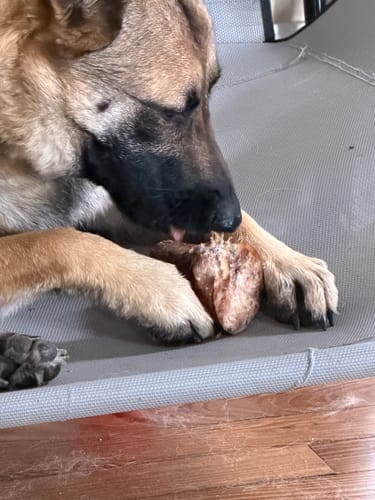 Close-up of a customer's Malinois dog licking a Smoked Beef Marrow Bone on a grey bed.