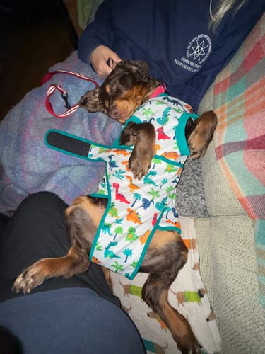 Customer photo review of Dog Surgery Recovery Suit / Coats