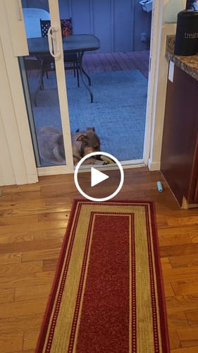Customer video review of Long-Lasting Yak Chews — 6 Flavor Pack