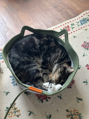Customer photo review of Instinct Basket | Meet the first research-backed natural territory for indoor cats