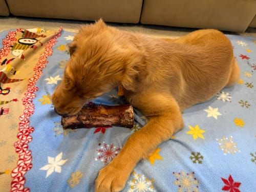 Customer's Golden Retriever puppy lying on a blanket and chewing a Smoked Beef Marrow Bone.