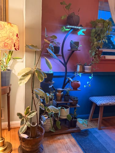 Customer photo review of 63" Indoor Plant Stand with Grow Lights