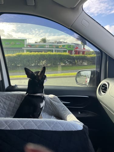 Customer's small black chihuahua sitting in a grey Dog Car Booster Seat and looking out the car window.