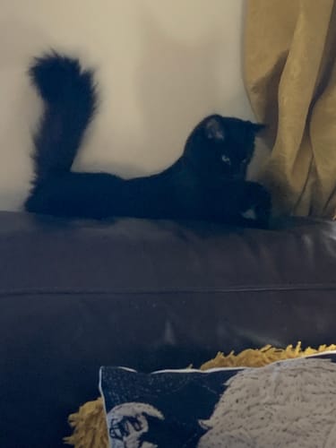 Customer photo review of 3 Month Supply - 2 Cats